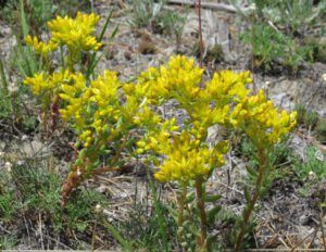 sedum lanceolatum (More dry-land flowers at Ginty Creek)