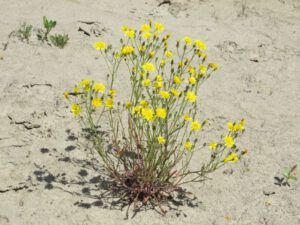 yellow hawkweed (More dry-land flowers at Ginty Creek)