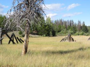 1 . grass IMG_3743 (And So The Seasons Turn)