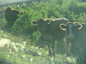 17. cows. (A busy week on the Chilcotin)