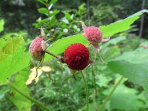 4. Thimbleberry (A busy week on the Chilcotin)