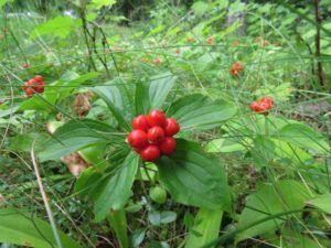 5. bunchberry (A busy week on the Chilcotin)