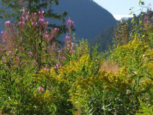 8. goldenrod and fireweed (A busy week on the Chilcotin)