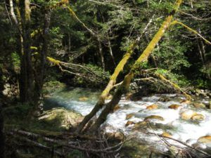 1. Thorston Creek (Bella Coola Petroglyphs)
