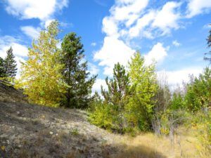 1. leaves turning (Dunewalk)