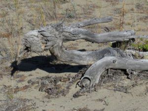 10 . goat (Dunewalk)