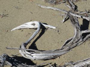 11. pteradactyl. (Dunewalk)