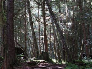 2. Rain forest (Bella Coola Petroglyphs)