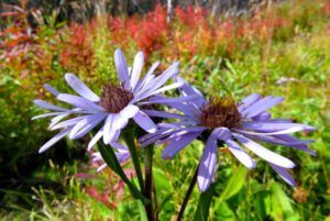 2. asters (Top of the Bella Coola Hill)