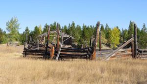 2. seered grasses (Abrupt Change to Fall)