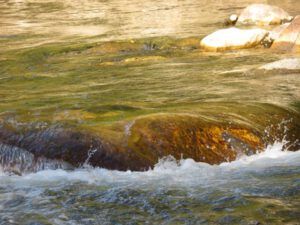 3. fish jumping (Swimming with Grizzlies in the Atnarko River)