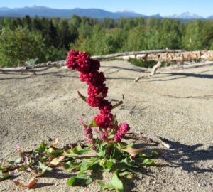 3. strawberry bite (Dunewalk)