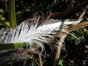 4. feather (From Summer to Winter)