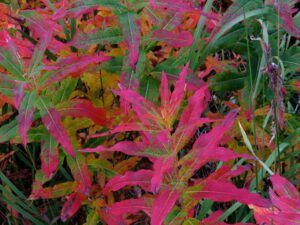 4. fireweed leaves (Top of the Bella Coola Hill)