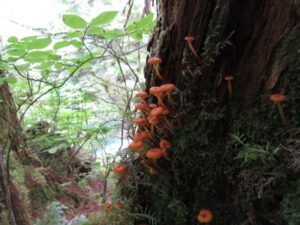 4. mushrooms b (Bella Coola Petroglyphs)