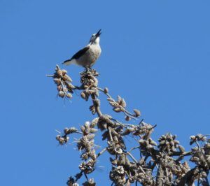 5. Clarkes nutcracker (Dunewalk)