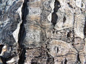 6 cottonwood bark (From Summer to Winter)
