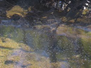 6a whirligig beetles (From Summer to Winter)