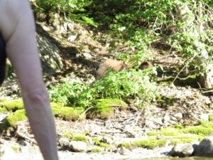 7 glimpse of bear (Swimming with Grizzlies in the Atnarko River)