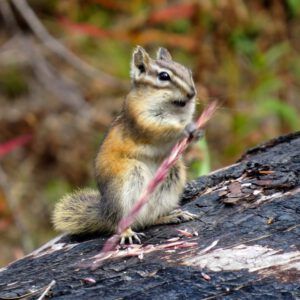7. chipmunk c (Top of the Bella Coola Hill)