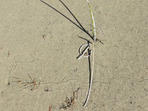 7. strange track. (Dunewalk)