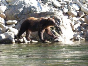 8. Grizzly a (Swimming with Grizzlies in the Atnarko River)