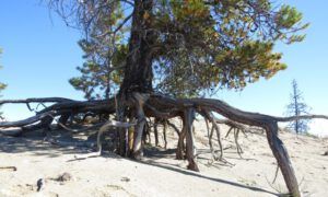 9. spider tree. (Dunewalk)