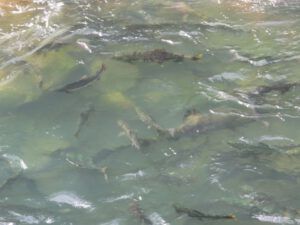 IMG_3984 (Clayton Falls, Bella Coola)