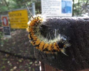 IMG_3996 (Clayton Falls, Bella Coola)