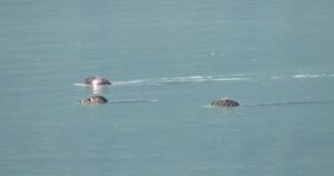 IMG_3999 (Clayton Falls, Bella Coola)