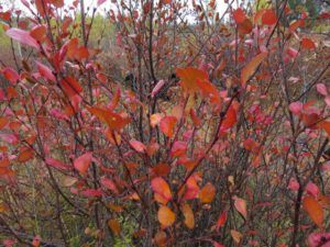10. scrub birch (All the Fall We’re Going to Get)