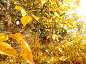 2. fall colours (Thanksgiving)