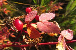 4. wild rose (Thanksgiving)