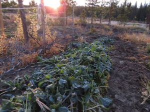 5. frozen kale (Alone for a While)