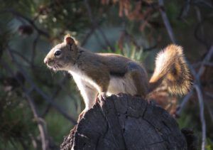 5. squirrel (All the Fall We’re Going to Get)