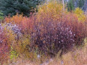 IMG_4494 (All the Fall We’re Going to Get)