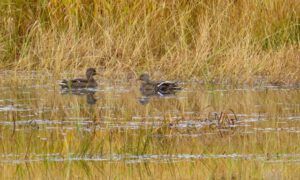 IMG_4501 (All the Fall We’re Going to Get)