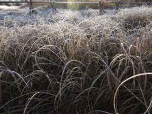 1 sedges (Frost)