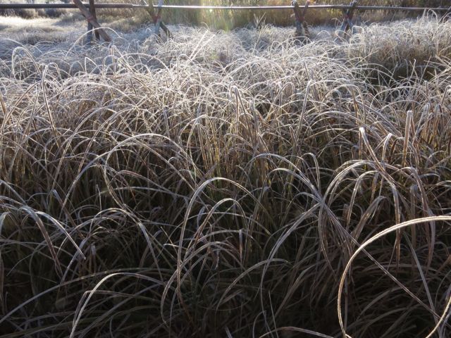Sedgeres 1 sedges | Wilderness Dweller