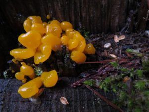 11. mushrooms (A Little Snow)