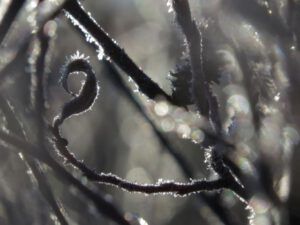 2 curly leaf (Frost)