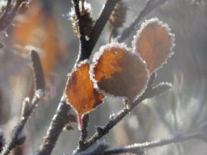 3 birch leaf (Frost)