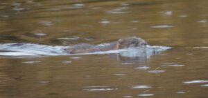 3 muskrat (Rain)