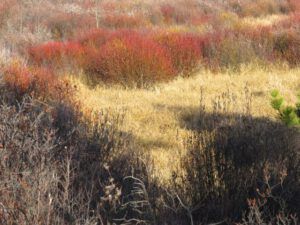 3 red willows (A Little Snow)
