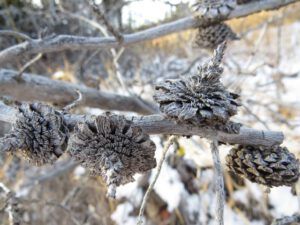 3a lodgepole cones (November Weather at Ginty Creek)