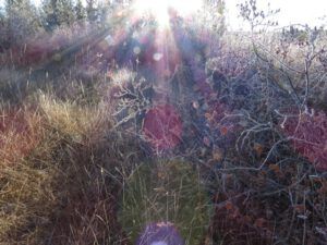 4 sun colours (Frost)