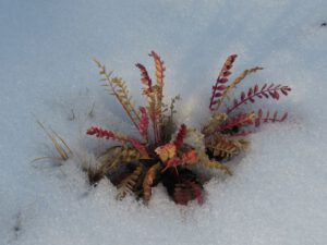 4. jacob’s ladder (November Weather at Ginty Creek)