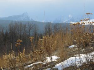 6. weeds (November Weather at Ginty Creek)