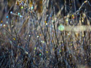 8 fairy lights (Frost)