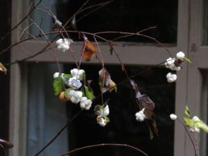 9. snowberries (A Little Snow)